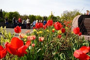Виставка тюльпанів Київ